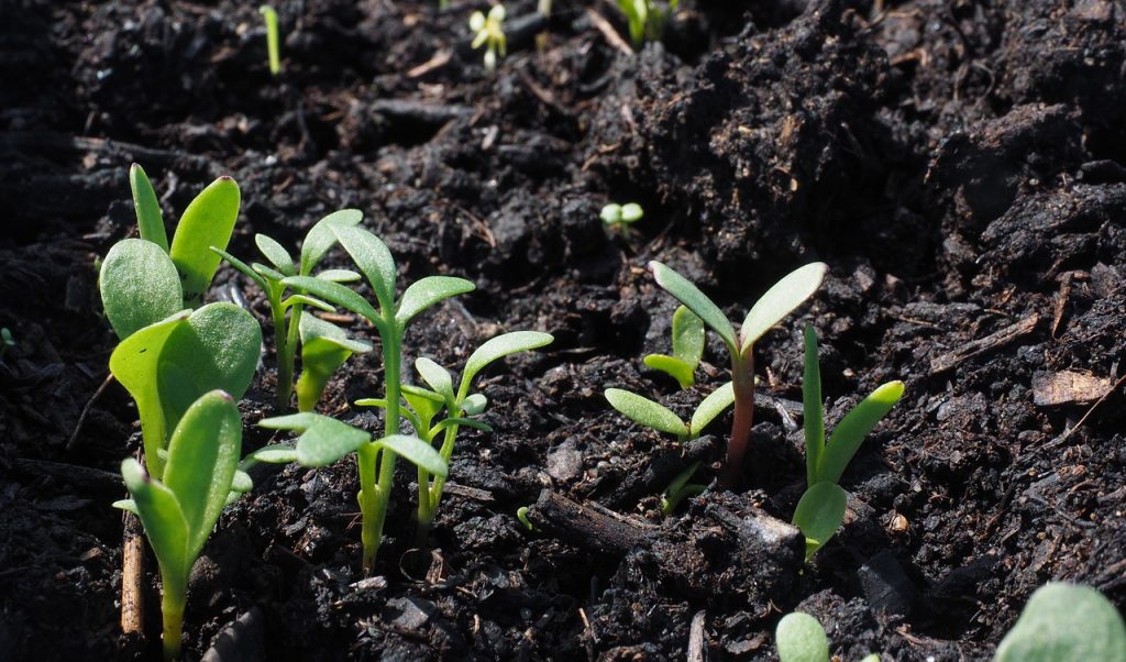 Cerca de 400 familias de Jocotán participan en proyecto de adaptación al cambio climático de ...